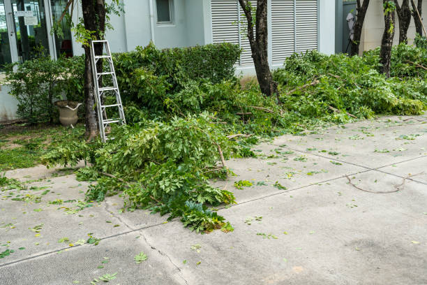 Best Best Tree Removal Services  in Monroe North, WA